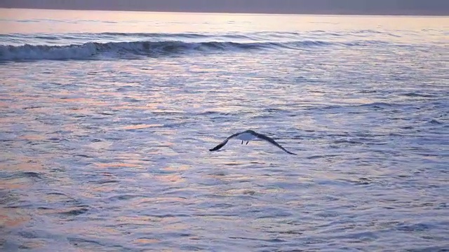 海鸥缓慢地飞过海洋视频素材