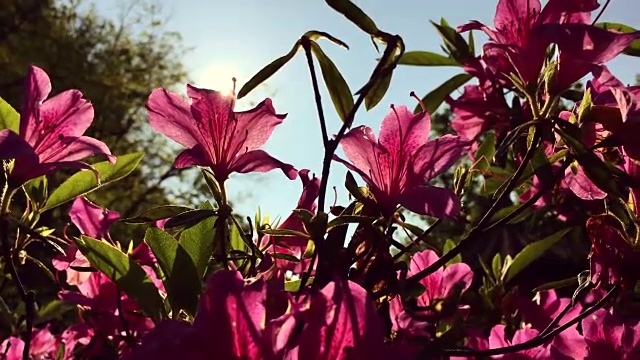 杜鹃花的花朵视频素材