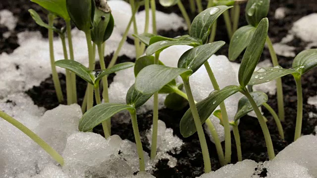 从雪黄瓜豆种子生长农业时间视频素材