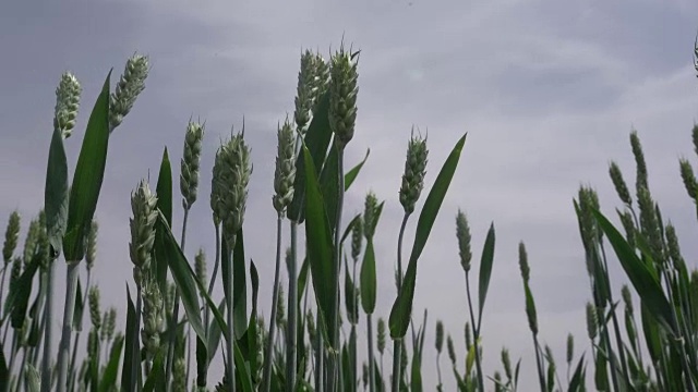 蓝天下的小麦视频素材