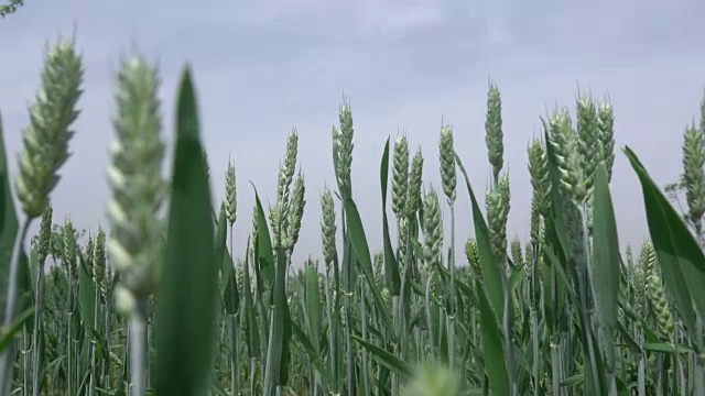 蓝天下的小麦视频素材