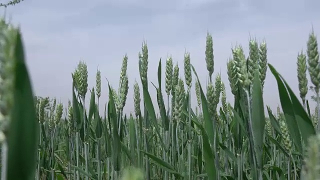 蓝天下的小麦视频素材