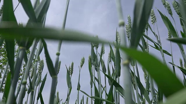 蓝天下的小麦视频素材