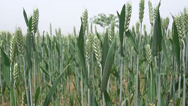 蓝天下的小麦视频素材