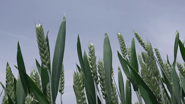 蓝天下的小麦视频素材