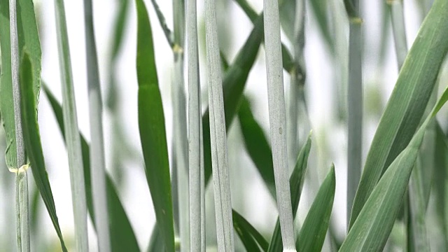 蓝天下的小麦视频素材