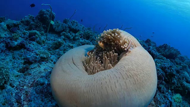 帕劳海底橙色海葵鱼和瑞特里海葵视频素材