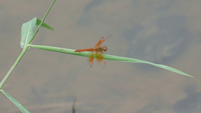 蜻蜓在草叶上休息视频素材