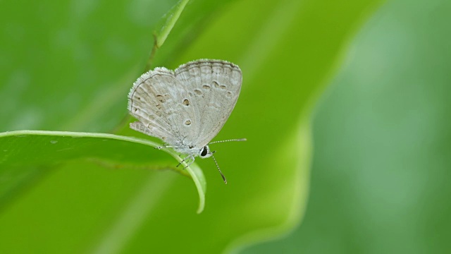 蓝蝴蝶在植物顶端休息视频素材