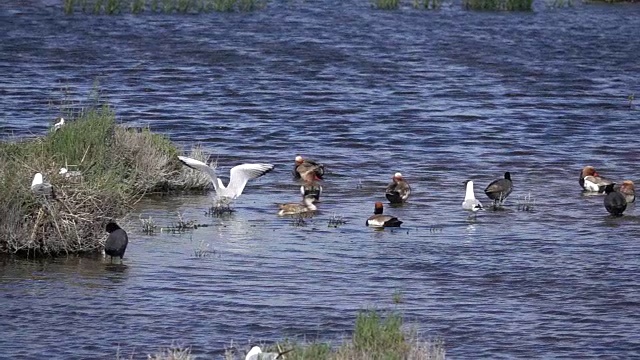 普通燕鸥(Sterna hirundo hirundo)降落在水里的一些鸭子视频下载