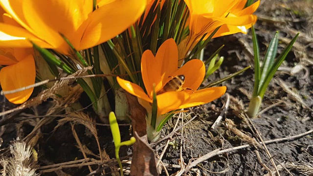 蜜蜂采蜜飞视频素材