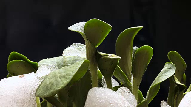 从雪黄瓜豆种子生长农业时间视频素材