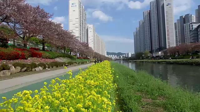 亚洲釜山蟠川菜花视频素材