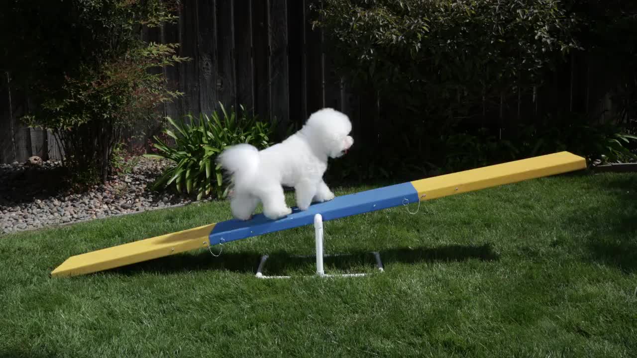 Tiki是一只获奖的比雄犬，它通过在家练习敏捷性来给它的视频明星抛光视频下载