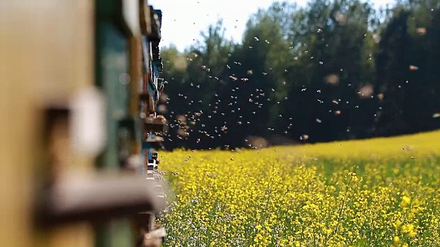 蜜蜂飞到油菜地上的蜂箱视频素材