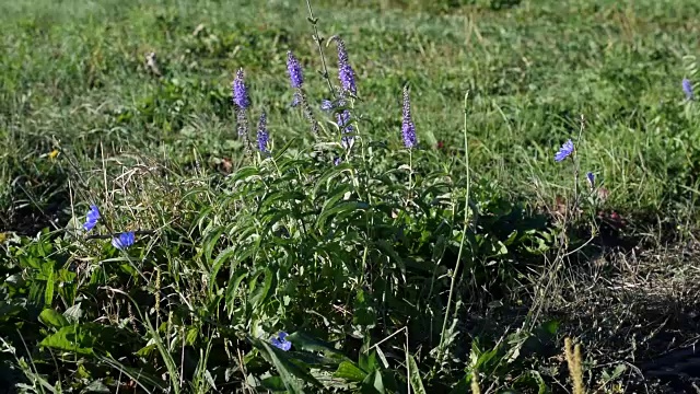 鼠尾草和菊苣在夏天开花视频素材