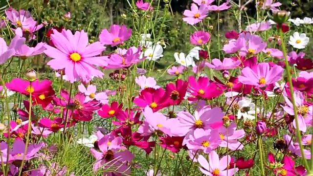 花园里的宇宙花视频素材