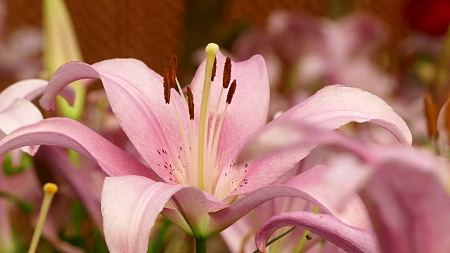 美丽的百合花在花园里视频素材