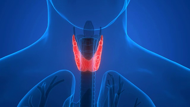 人体腺体解剖学(甲状腺)视频素材