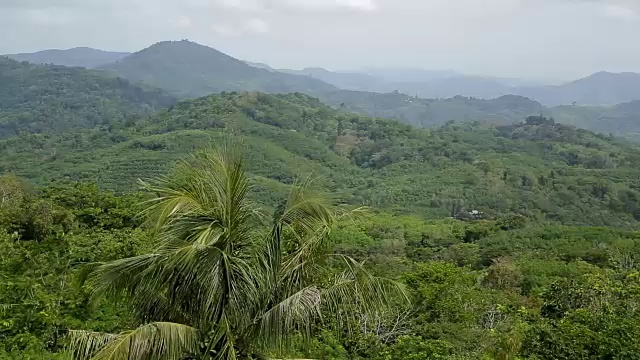 在阴天里，一棵巨大的绿树随风摆动，映衬着夏日开阔天空中美丽的自然景观视频素材