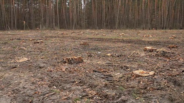 森林砍伐。在森林中砍伐树木后裸露的一块土地视频素材