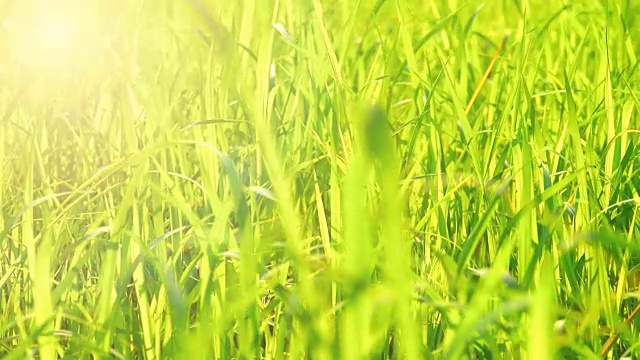 牧草牧草观夏季视频素材