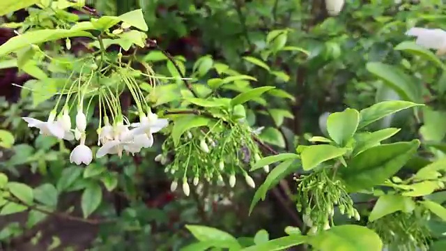 白花在树上视频素材