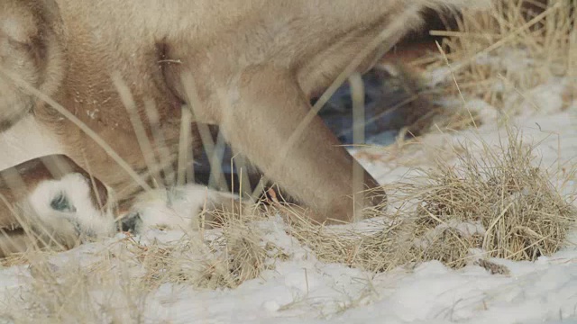 野生驯鹿(林地驯鹿)躺在雪地里视频下载