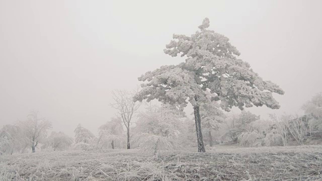 孤独的山松在白雪覆盖的山坡上视频素材