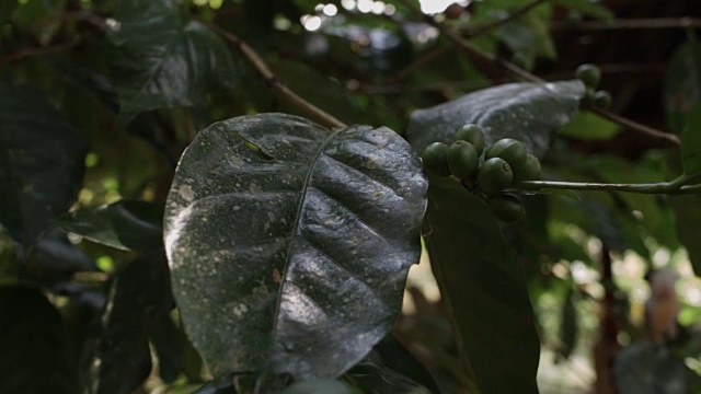 在印度尼西亚巴厘岛的一个种植园里烘焙咖啡视频下载