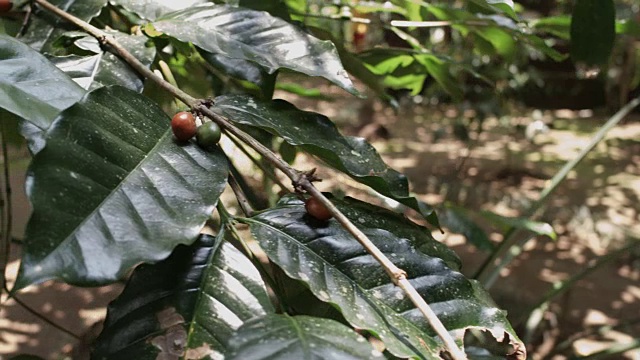 在印度尼西亚巴厘岛的一个种植园里烘焙咖啡视频下载