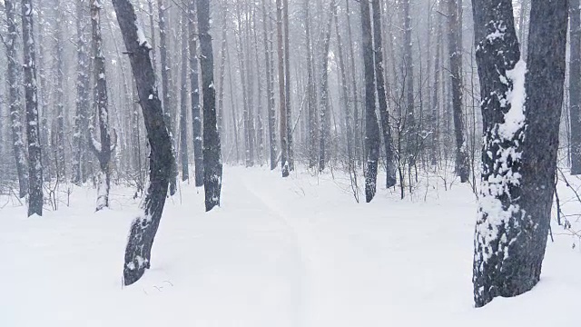 飘落的雪花在冬天的森林里与白雪覆盖的树木，缓慢的动作视频素材