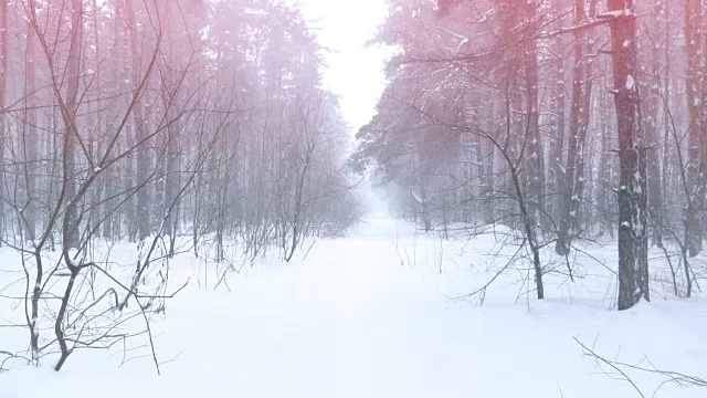 飘落的雪花在冬天的森林里与白雪覆盖的树木，缓慢的动作视频素材