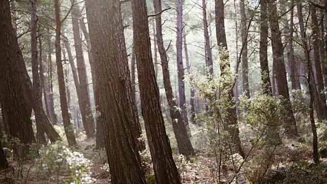 慢慢地穿过森林视频素材