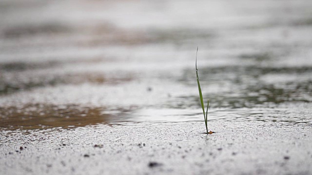 雨点落在地板上视频素材