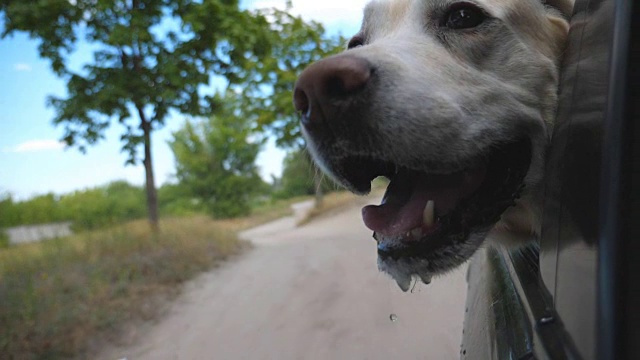 狗品种拉布拉多犬或金毛寻回犬看着窗外，享受风。家畜从车里探出头来，看着美丽的大自然。慢镜头视频素材