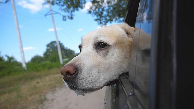 狗品种拉布拉多犬或金毛寻回犬看着窗外，享受风。家畜从车里探出头来，看着美丽的大自然。慢镜头视频素材