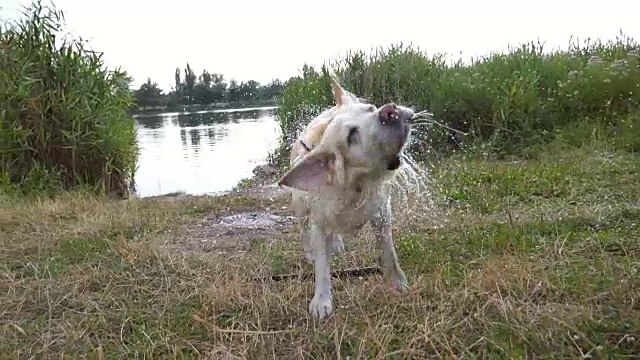 夏天，潮湿的拉布拉多犬在湖边抖掉毛皮上的水。金毛猎犬在池塘游泳后的场景。慢镜头视频素材