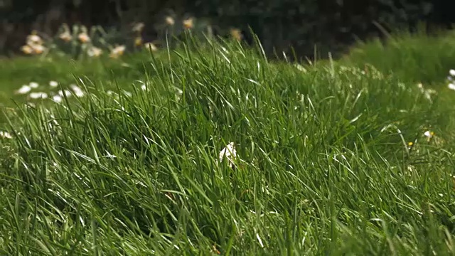 夏天，春天的草地上长满了雏菊和绿草。美丽的放松的背景。视频素材