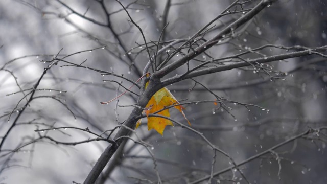 秋天的景象与孤独的黄叶在树下的雪视频素材