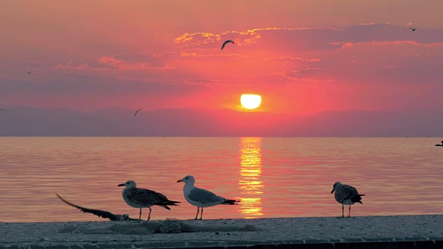 海鸥和海面上的日落视频素材