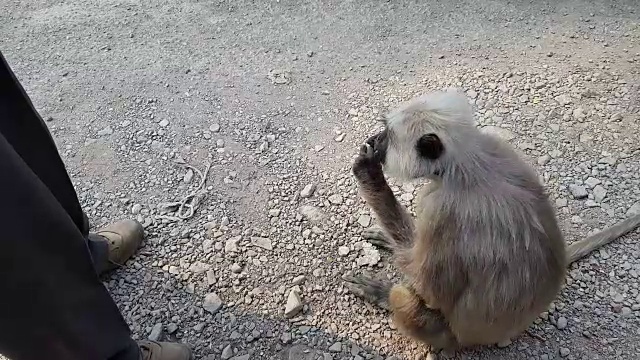 给猴子喂食视频素材