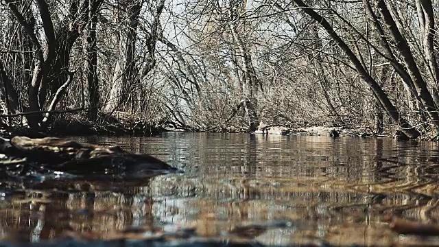 春天的小河上长着高大的树木。视频素材