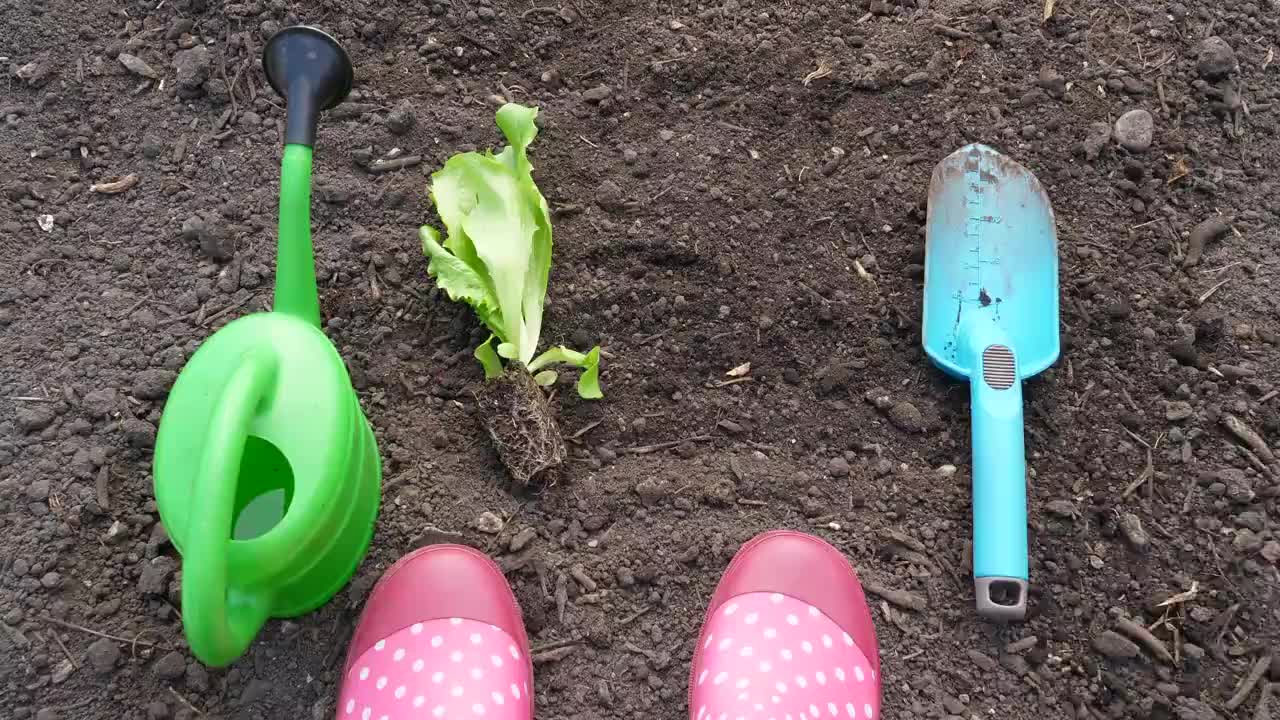 正在种植卷心莴苣幼苗的妇女视频下载