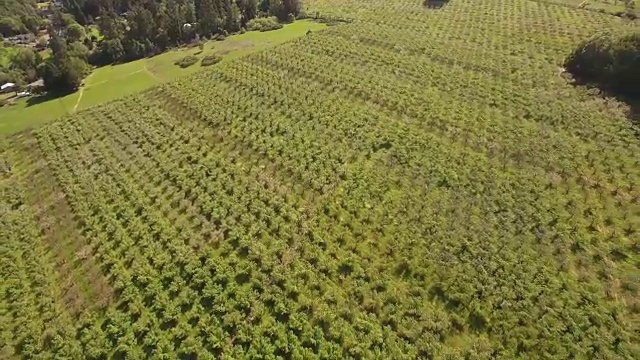 一架无人机飞过加利福尼亚州塞瓦斯托波尔的Gravenstein苹果园视频素材