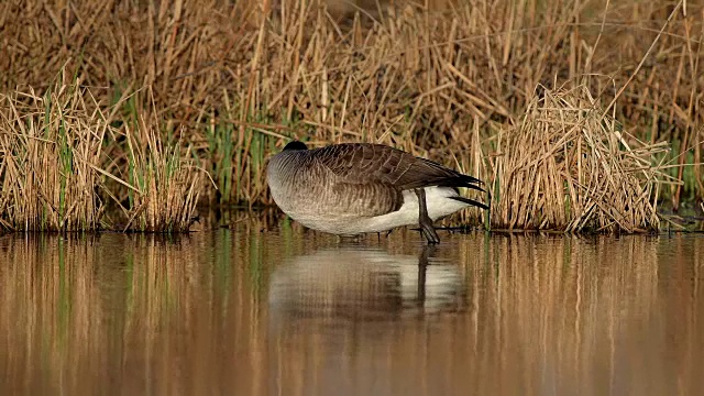 加拿大鹅，Branta canadensis，春季大扫除，德国视频素材