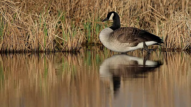 加拿大鹅，Branta canadensis，春天，德国视频素材