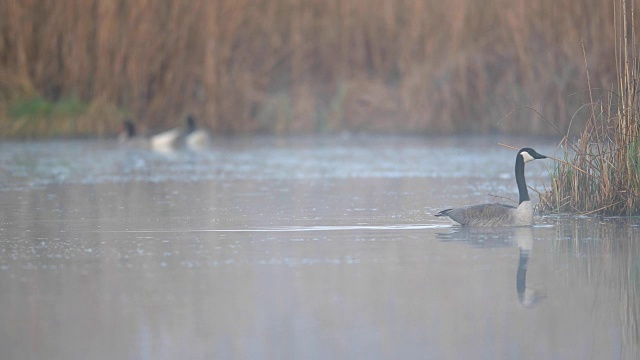 加拿大鹅，Branta canadensis，在春天游泳，德国视频素材