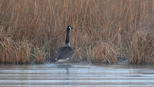 加拿大鹅，Branta canadensis，春季大扫除，德国视频素材