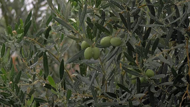 花园里淋了雨的橄榄树视频素材